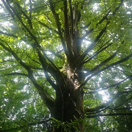 Natura Taszów * Lewin Klodzki