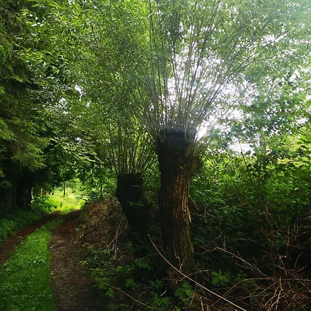 Natura Taszow Дом отдыха Lewin Klodzki