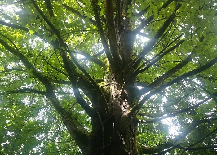 Natura Taszow * Lewin Klodzki